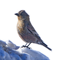 Brown-capped Rosy-Finch